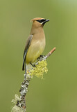 Image. Cedar Waxwing