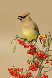 Image. Cedar Waxwing