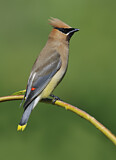 Image. Cedar Waxwing
