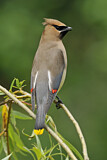 Image. Cedar Waxwing