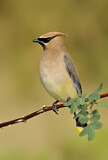 Image. Cedar Waxwing