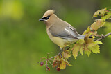 Image. Cedar Waxwing