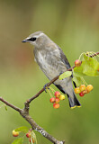 Image. Cedar Waxwing