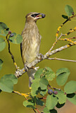Image. Cedar Waxwing