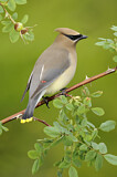 Image. Cedar Waxwing