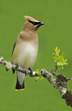 Image. Cedar Waxwing