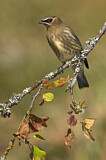 Image. Cedar Waxwing