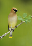 Image. Cedar Waxwing