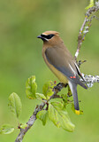 Image. Cedar Waxwing