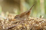 Image. Cetti's Warbler
