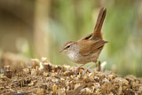 Image. Cetti's Warbler