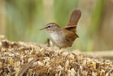 Image. Cetti's Warbler