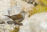 Image. Cetti's Warbler