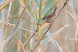 Image. Cetti's Warbler