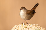 Image. Cetti's Warbler