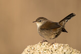 Image. Cetti's Warbler