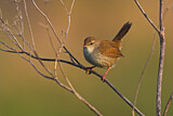 Image. Cetti's Warbler