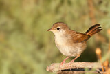 Image. Cetti's Warbler