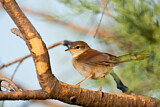 Image. Cetti's Warbler