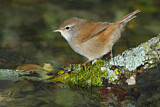 Image. Cetti's Warbler