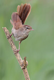 Image. Cetti's Warbler