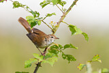 Image. Cetti's Warbler