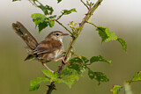 Image. Cetti's Warbler