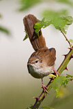 Image. Cetti's Warbler