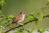 Image. Cetti's Warbler