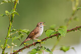 Image. Cetti's Warbler