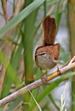 Image. Cetti's Warbler