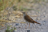 Image. Cetti's Warbler