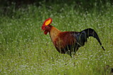 Image. Ceylonhuhn