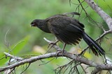 Image. Chaco Chachalaca