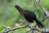 Image. Chaco Chachalaca