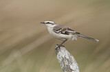 Image. Chalk-browed Mockingbird