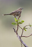 Image. Chalk-browed Mockingbird