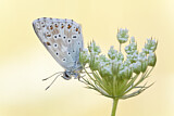 Image. Chalkhill Blue