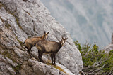 Image. Chamois