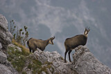 Image. Chamois