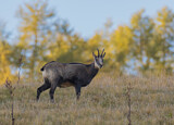 Image. Chamois