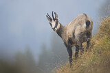 Image. Chamois
