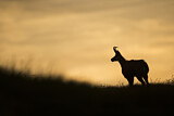 Image. Chamois