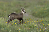 Image. Chamois