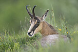Image. Chamois
