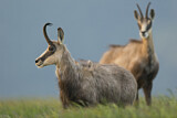 Image. Chamois