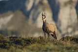 Image. Chamois