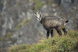 Image. Chamois