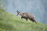 Image. Chamois