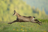 Image. Chamois